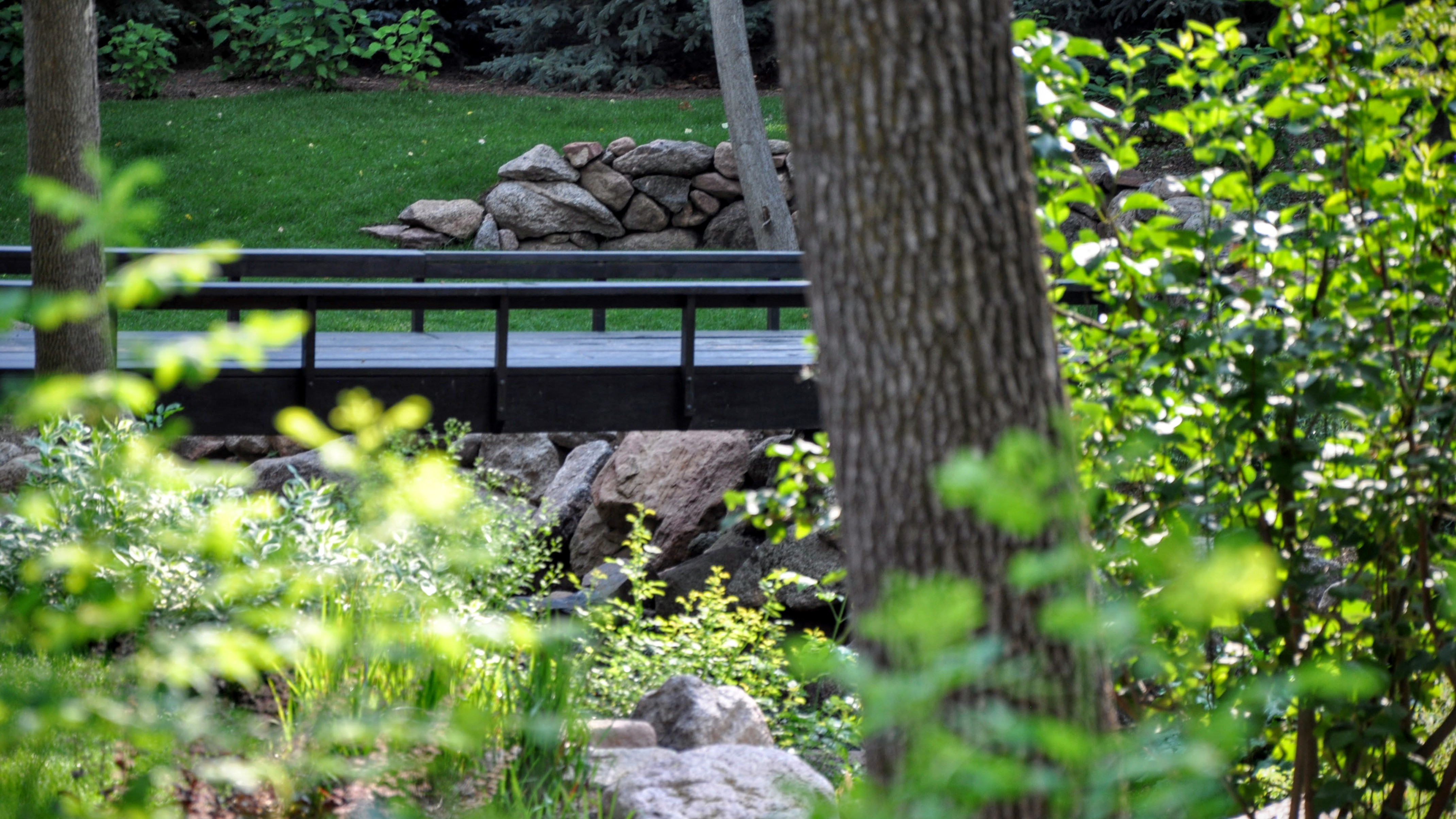 Boulder Backyard Forest